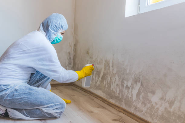 Licensed Mold Remediation service in Worcester, MA - 24 Hour Mold Removal